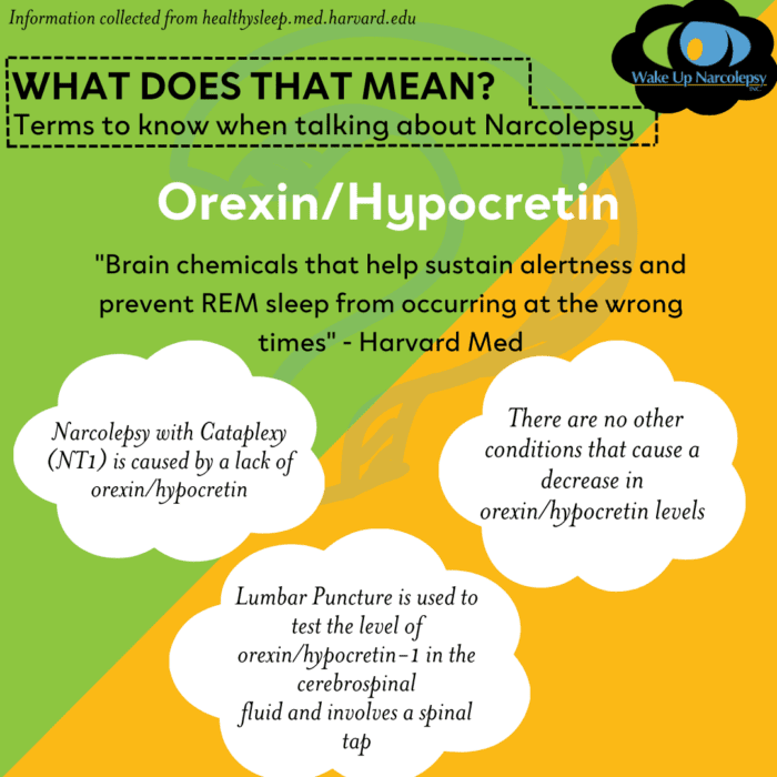 Orexin/Hypocretin - brain chemicals that help sustain alertness and prevent REM sleep from occurring at the wrong times
